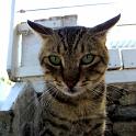 Mykonos Katzen (145)